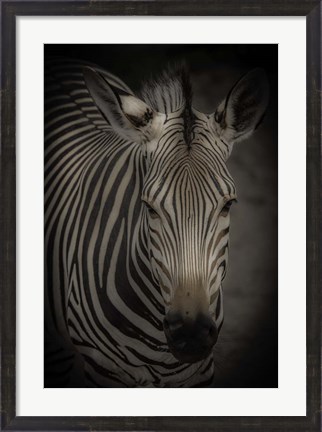 Framed Zebra 5 Print