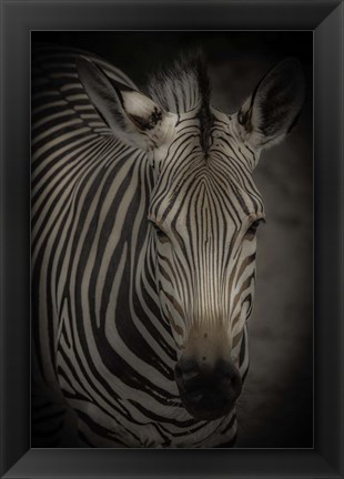 Framed Zebra 5 Print