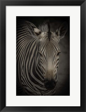 Framed Zebra 5 Print