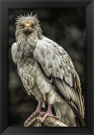 Framed White Vulture Print