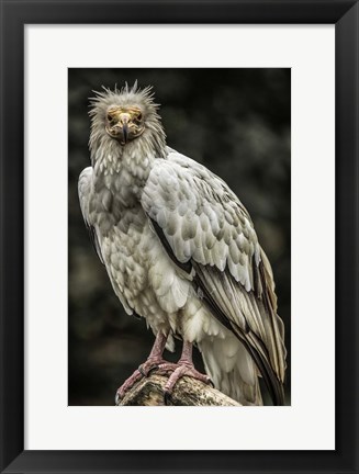 Framed White Vulture Print