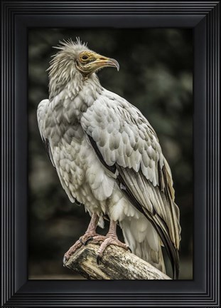 Framed White Vulture 2 Print
