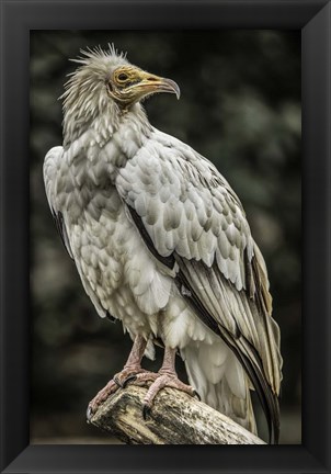 Framed White Vulture 2 Print