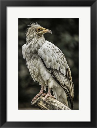 Framed White Vulture 2 Print