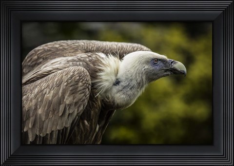 Framed Vulture 3 Print