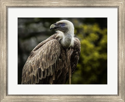 Framed Vulture 4 Print