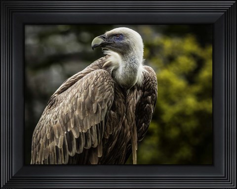 Framed Vulture 4 Print