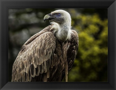 Framed Vulture 4 Print