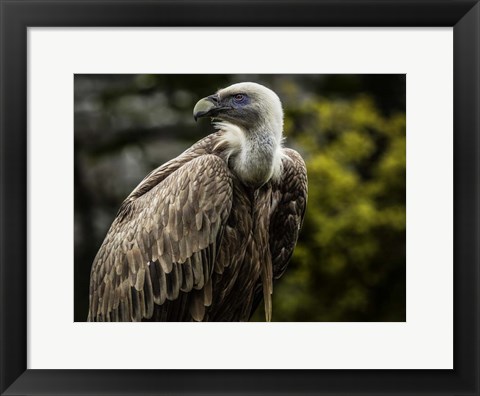 Framed Vulture 4 Print