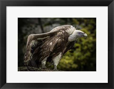 Framed Vulture 5 Print