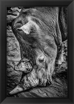 Framed Male Rhino Black &amp; White Print