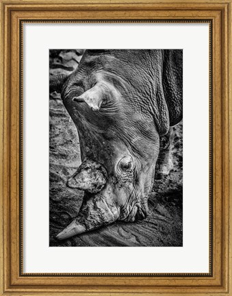 Framed Male Rhino Black &amp; White Print