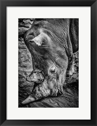 Framed Male Rhino Black &amp; White Print