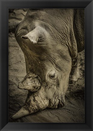 Framed Male Rhino Print