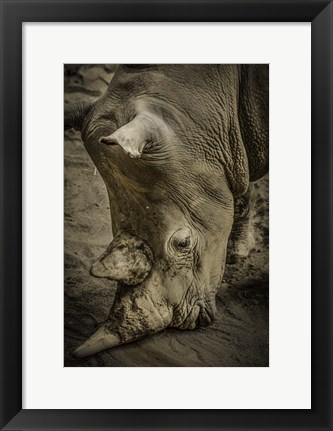 Framed Male Rhino Print