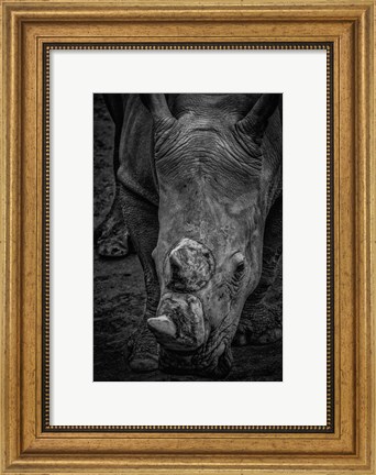 Framed Male Rhino 2 Black &amp; White Print