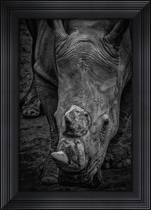 Framed Male Rhino 2 Black &amp; White Print
