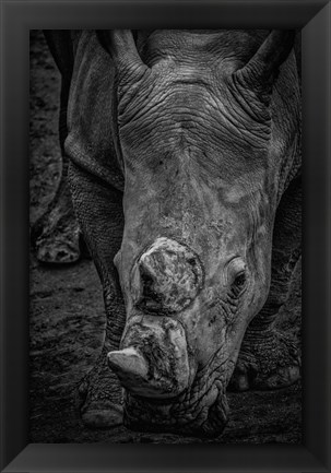 Framed Male Rhino 2 Black &amp; White Print