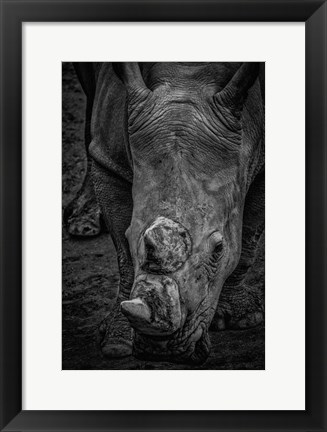 Framed Male Rhino 2 Black &amp; White Print