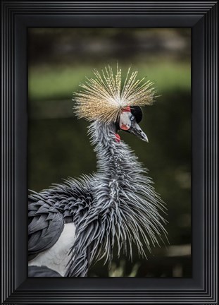 Framed Yellow Crowned Crane Print