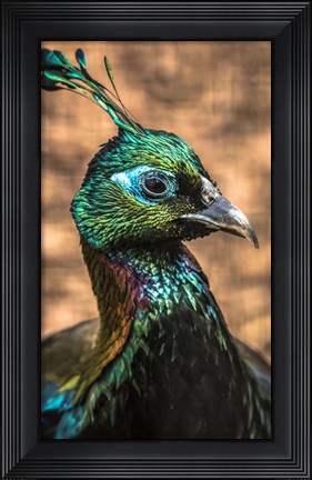 Framed Bird of Paradise Print