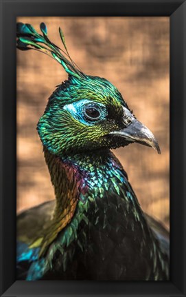 Framed Bird of Paradise Print