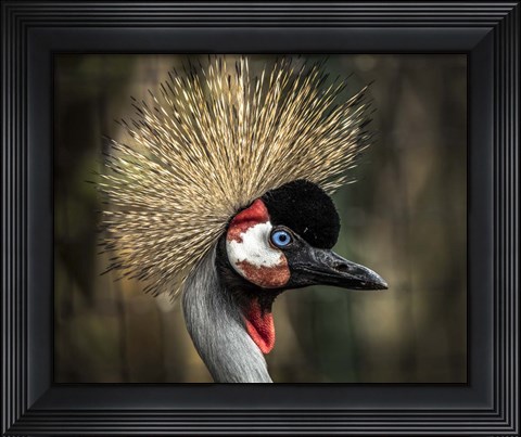 Framed Yellow Crowned Crane 2 Print