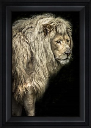 Framed Big Male Lion Print