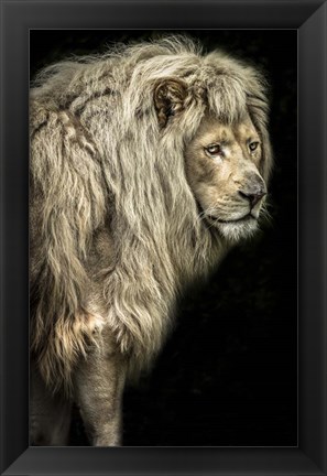 Framed Big Male Lion Print