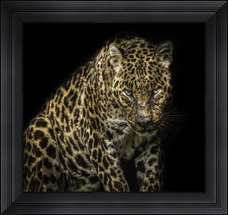 Framed Angry Jaguar Print