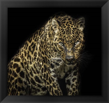 Framed Angry Jaguar Print