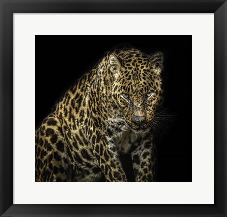 Framed Angry Jaguar Print