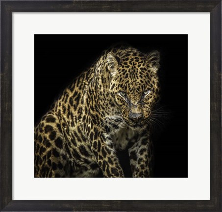 Framed Angry Jaguar Print