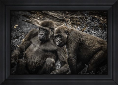 Framed Gorillas 4 Print