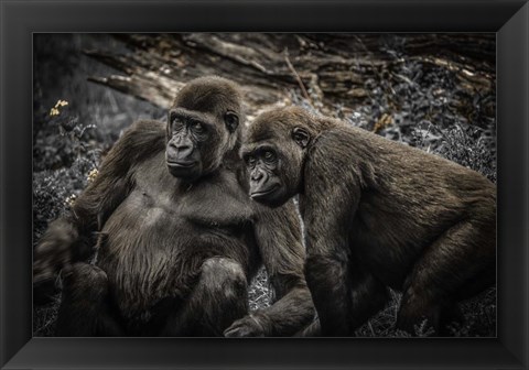 Framed Gorillas 4 Print