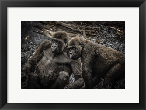 Framed Gorillas 4 Print