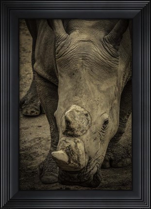 Framed Male Rhino 2 Print