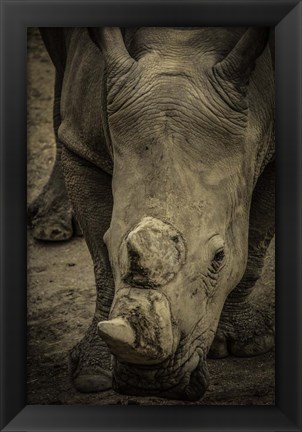 Framed Male Rhino 2 Print