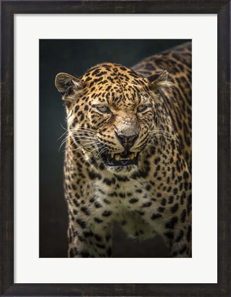 Framed Angry Jaguar 2 Print