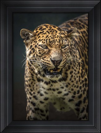 Framed Angry Jaguar 2 Print
