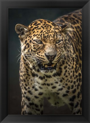 Framed Angry Jaguar 2 Print