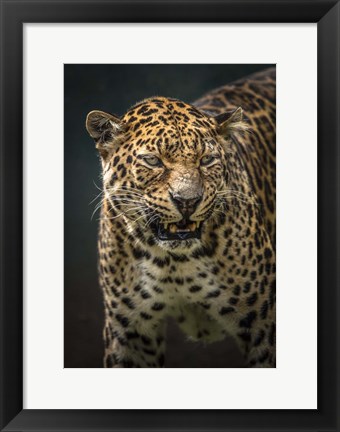 Framed Angry Jaguar 2 Print