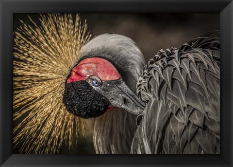 Framed Yellow Crowned Crane 3 Print
