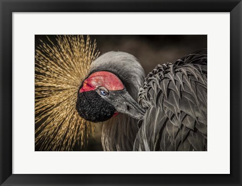 Framed Yellow Crowned Crane 3 Print