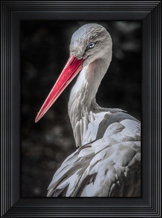 Framed Stork 7 Print