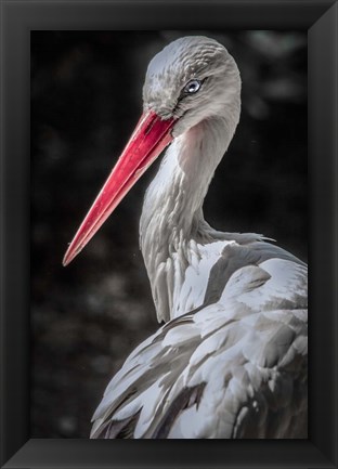 Framed Stork 7 Print