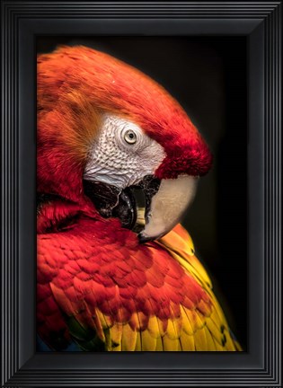 Framed Red Ara Parrot 2 Print