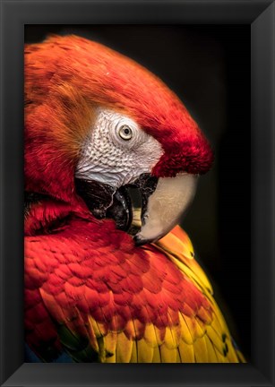 Framed Red Ara Parrot 2 Print