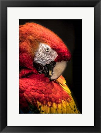 Framed Red Ara Parrot 2 Print