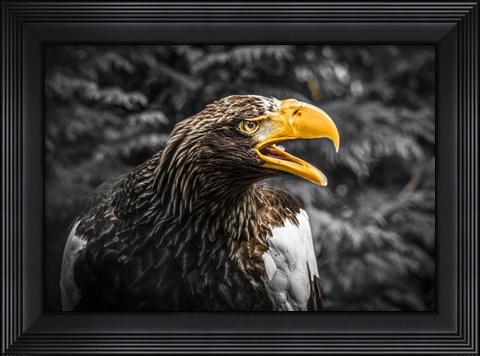 Framed Steller Eagle 7A Print